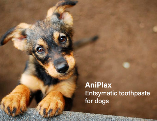 AniPlax entsymatic toothpaste for dogs