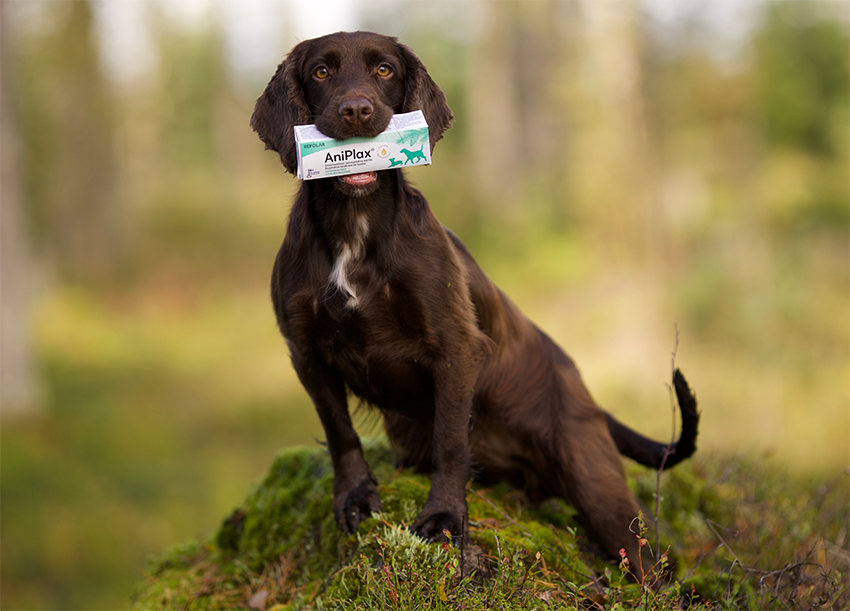 AniPlax entsymatic toothpaste for dogs