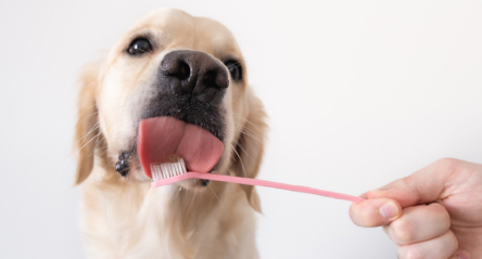 AniPlax entsymatic toothpaste for dogs